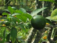 Limonella (Eustis Limequat) / 