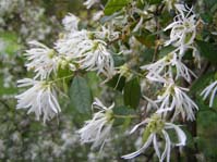 Loropetalum chinense  