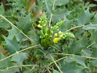 Mahonia aquifolia /  