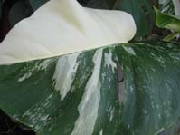 Monstera deliciosa cv. Variegata   cv. Variegata