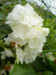 Nerium oleander /   