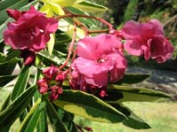 Nerium oleander variegata /    