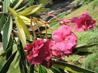 Nerium oleander variegata /    