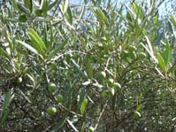 Olea europaea /   (   )