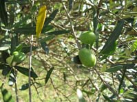 Olea europaea /   (   )