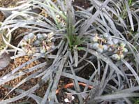 Ophiopogon planiscapus Nigrescens /   