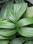 Philodendron ssp. / 