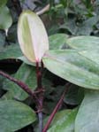 Philodendron erubescens /  
