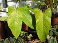 Philodendron hastatum  