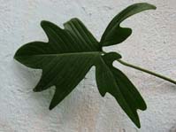 Philodendron pedatum /   (  )