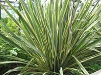 Phormium tenax /  