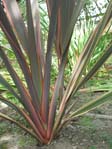 Phormium tenax cv. /   cv.