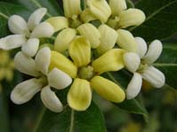 Pittosporum tobira  (  ) 