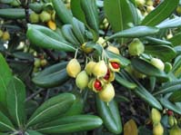 Pittosporum tobira  (  ) 