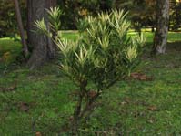 Podocarpus ssp. f. variegata /  . ,  . 