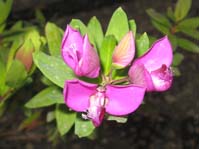 Polygala myrtifolia /  