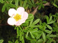 Potentilla alba /  