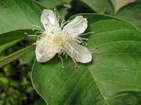 Psidium guajava /  ,