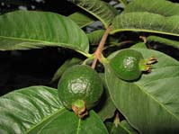 Psidium guajava /  ,