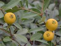 Psidium lucidum  () 