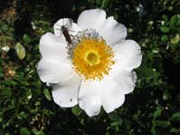 Rosa bracteata /  