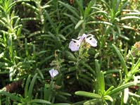 Rosmarinus officinalis /  