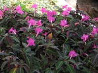 Ruellia makoyana  