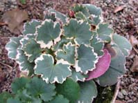 Saxifraga stolonifera 'Tricolor' /  