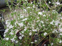 Serissa japonica /   /   