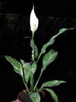 Spathiphyllum ssp. 