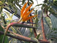 Strelitzia reginae  