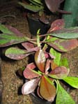 Synadenium ssp. grantii  (  ? )