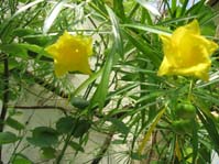 Thevetia neriifolia /  ,  