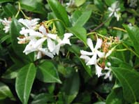 Trachelospermum jasminoides /  