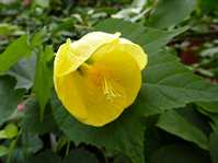 Abutilon cv. Canary Bird