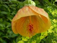 Abutilon cv.2 