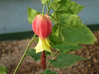 Abutilon cv.3  ()