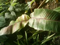 Musa ssp. 