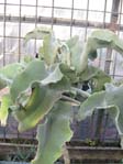 Kalanchoe beharensis  