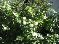 Lantana Camara cv. White Dwarf  cv. White Dwarf