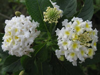 Lantana Camara cv. White Dwarf  cv. White Dwarf