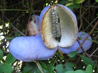 Akebia quinata /  ,   (  )