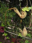 Aristolochia Kewensis /   