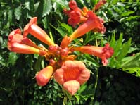   / Campsis radicans