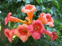   / Campsis radicans