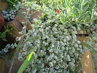 Dichondra argentea cv. Silver Falls   cv. Silver Falls