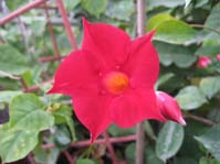 Mandevilla ssp / 