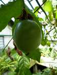 Passiflora edulis /  ,  , 