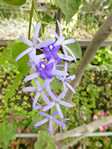 Petrea volubilis /  