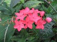 Plumbago Indica  /  